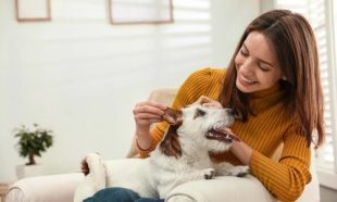 Animal Care Level 3 Course