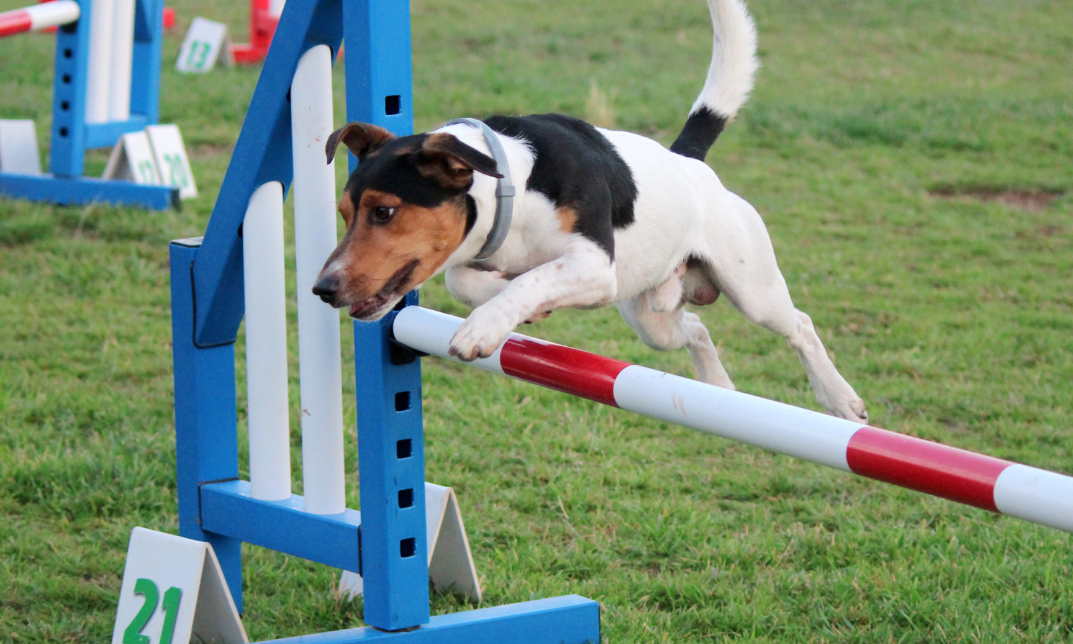 Dog Agility- Tunnels, Jumps And Agility And Health - Adams Academy Site