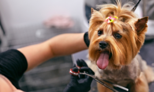 Dog Care and Grooming